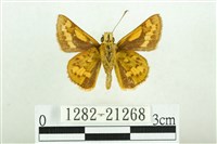 黃斑弄蝶藏品圖，第2張