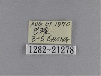 黃星弄蝶藏品圖，第3張