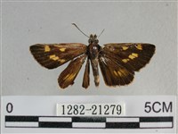 黃星弄蝶藏品圖，第1張