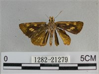 黃星弄蝶藏品圖，第2張