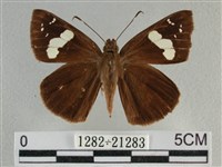 曲紋袖弄蝶藏品圖，第1張