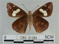 曲紋袖弄蝶藏品圖，第2張