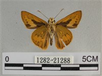 竹橙斑弄蝶藏品圖，第2張