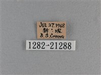 竹橙斑弄蝶藏品圖，第3張