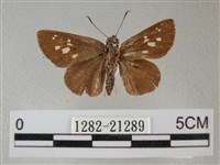 黑星弄蝶藏品圖，第1張