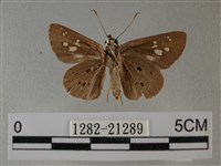 黑星弄蝶藏品圖，第2張