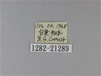 黑星弄蝶藏品圖，第3張