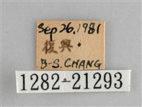 藍紋鋸眼蝶藏品圖，第3張