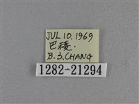 尖翅褐弄蝶藏品圖，第3張