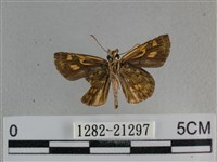 黃星弄蝶藏品圖，第2張