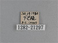 黃星弄蝶藏品圖，第3張