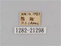 紫帶眉眼蝶藏品圖，第3張