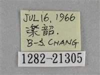 臺灣赭弄蝶藏品圖，第3張