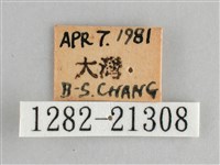 臺灣黛眼蝶藏品圖，第3張