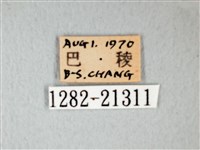 細邊琉灰蝶藏品圖，第3張