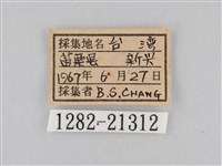 大波眼蝶藏品圖，第3張