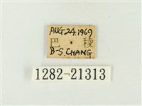 玳灰蝶藏品圖，第3張
