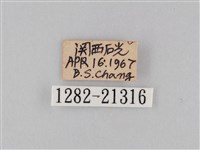 小波眼蝶藏品圖，第3張