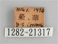 藍紋鋸眼蝶藏品圖，第3張