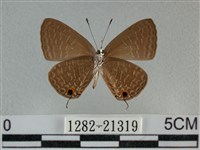 雅波灰蝶藏品圖，第2張