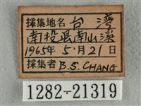 雅波灰蝶藏品圖，第3張