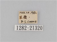 密紋波眼蝶藏品圖，第3張