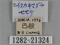 臺灣赭弄蝶藏品圖，第3張