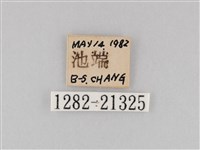 大波眼蝶藏品圖，第3張
