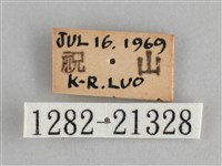 大幽眼蝶藏品圖，第3張