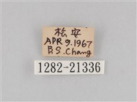 大波眼蝶藏品圖，第3張