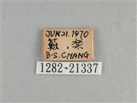 曲紋黛眼蝶藏品圖，第3張