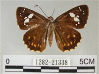 小星弄蝶藏品圖，第1張