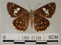 小星弄蝶藏品圖，第2張