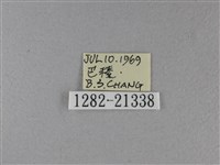 小星弄蝶藏品圖，第3張