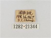 薑弄蝶藏品圖，第3張