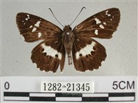 玉帶弄蝶藏品圖，第1張