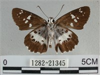 玉帶弄蝶藏品圖，第2張