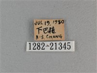 玉帶弄蝶藏品圖，第3張