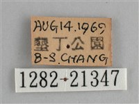 藍紋鋸眼蝶藏品圖，第3張