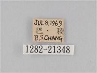 小波眼蝶藏品圖，第3張