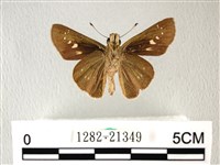 禾弄蝶藏品圖，第2張