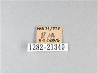 禾弄蝶藏品圖，第3張