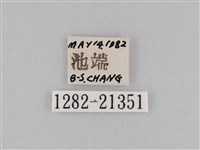 密紋波眼蝶藏品圖，第3張