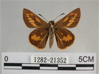 竹橙斑弄蝶藏品圖，第1張