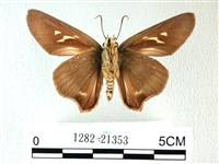 長翅弄蝶藏品圖，第2張