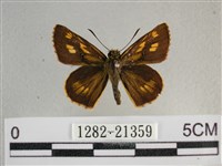 黃星弄蝶藏品圖，第1張