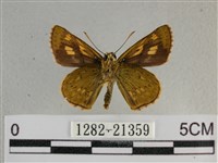 黃星弄蝶藏品圖，第2張