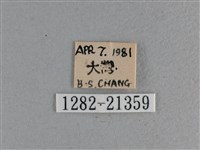 黃星弄蝶藏品圖，第3張