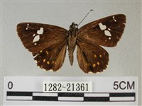 小星弄蝶藏品圖，第1張