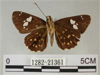 小星弄蝶藏品圖，第2張